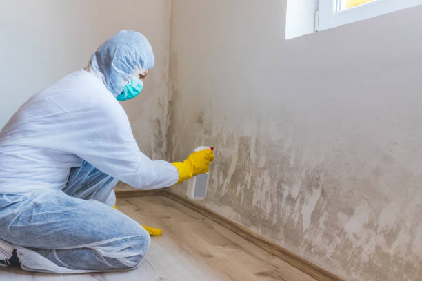 Licensed Basement Mold Removal service in Jersey City, NJ - WQB Mold Removal