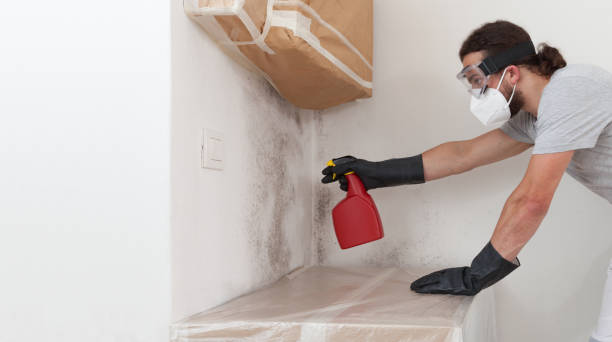 Professional Basement Mold Removal technician working in Jersey City, NJ