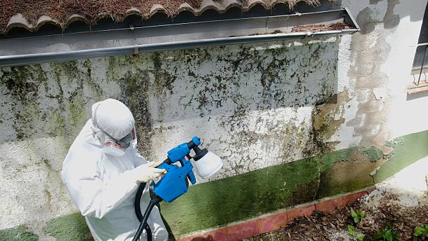 Top rated local Basement Mold Removal specialists in Jersey City, NJ